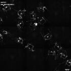 gastrula–juvenile: early feeding larva period (HCR signal)