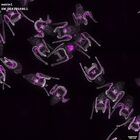 gastrula–juvenile: early feeding larva period (DAPI overlay)