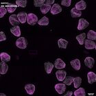 gastrula–juvenile: mid-gastrula stage (DAPI overlay)