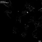 gastrula–juvenile: early feeding larva period (HCR signal)