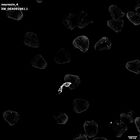 gastrula–juvenile: mid-gastrula stage (HCR signal)