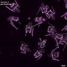 gastrula–juvenile: early feeding larva period (DAPI overlay)