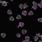 gastrula–juvenile: mid-gastrula stage (DAPI overlay)