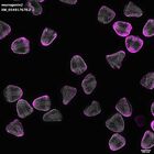 gastrula–juvenile: mid-gastrula stage (DAPI overlay)