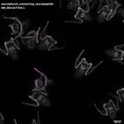 gastrula–juvenile: early feeding larva period (DAPI overlay)