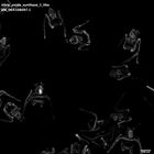 gastrula–juvenile: early feeding larva period (HCR signal)