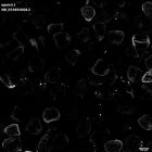 gastrula–juvenile: mid-gastrula stage (HCR signal)