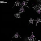 gastrula–juvenile: early feeding larva period (DAPI overlay)