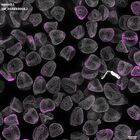 gastrula–juvenile: mid-gastrula stage (DAPI overlay)