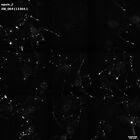 gastrula–juvenile: early feeding larva period (HCR signal)