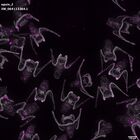 gastrula–juvenile: early feeding larva period (DAPI overlay)