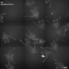 gastrula–juvenile: early feeding larva period (HCR signal)