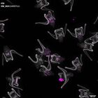 gastrula–juvenile: early feeding larva period (DAPI overlay)