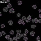gastrula–juvenile: mid-gastrula stage (DAPI overlay)