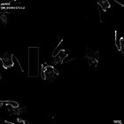 gastrula–juvenile: early feeding larva period (HCR signal)