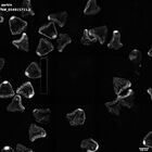 gastrula–juvenile: mid-gastrula stage (HCR signal)