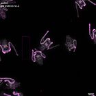 gastrula–juvenile: early feeding larva period (DAPI overlay)
