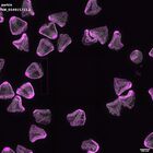 gastrula–juvenile: mid-gastrula stage (DAPI overlay)