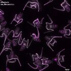 gastrula–juvenile: early feeding larva period (DAPI overlay)