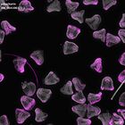 gastrula–juvenile: mid-gastrula stage (DAPI overlay)