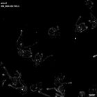 gastrula–juvenile: early feeding larva period (HCR signal)