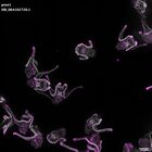 gastrula–juvenile: early feeding larva period (DAPI overlay)
