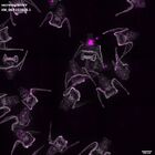 gastrula–juvenile: early feeding larva period (DAPI overlay)