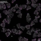 gastrula–juvenile: mid-gastrula stage (DAPI overlay)