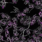 gastrula–juvenile: early feeding larva period (DAPI overlay)