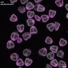 gastrula–juvenile: mid-gastrula stage (DAPI overlay)