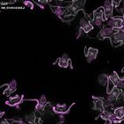 gastrula–juvenile: early feeding larva period (DAPI overlay)