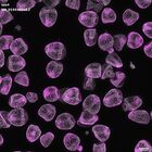 gastrula–juvenile: mid-gastrula stage (DAPI overlay)