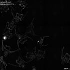 gastrula–juvenile: early feeding larva period (HCR signal)