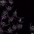 gastrula–juvenile: early feeding larva period (DAPI overlay)
