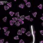 gastrula–juvenile: mid-gastrula stage (DAPI overlay)
