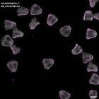 gastrula–juvenile: mid-gastrula stage (DAPI overlay)