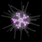 gastrula–juvenile: early juvenile stage (DAPI overlay)