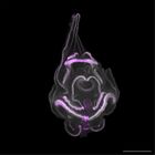 gastrula–juvenile: late feeding larva period (DAPI overlay)