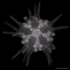 gastrula–juvenile: early juvenile stage (DAPI overlay)