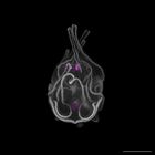 gastrula–juvenile: late feeding larva period (DAPI overlay)