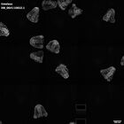 gastrula–juvenile: mid-gastrula stage (HCR signal)