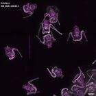 gastrula–juvenile: early feeding larva period (DAPI overlay)