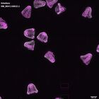 gastrula–juvenile: mid-gastrula stage (DAPI overlay)