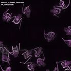gastrula–juvenile: early feeding larva period (DAPI overlay)