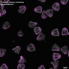 gastrula–juvenile: mid-gastrula stage (DAPI overlay)