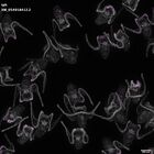 gastrula–juvenile: early feeding larva period (DAPI overlay)
