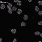 gastrula–juvenile: mid-gastrula stage (DAPI overlay)