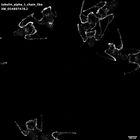 gastrula–juvenile: early feeding larva period (HCR signal)