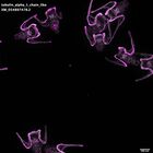 gastrula–juvenile: early feeding larva period (DAPI overlay)