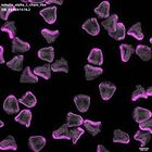 gastrula–juvenile: mid-gastrula stage (DAPI overlay)